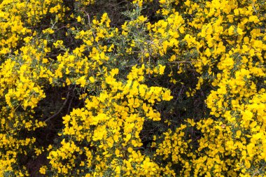 Sarı çiçekli Cytisus çalısı, İtalya