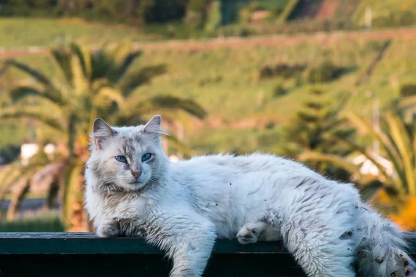 Weiße Straßenschmutzige Katze mit langem Fell — Stockfoto