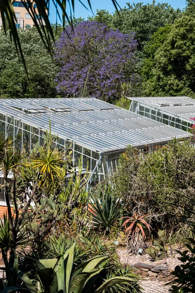 Скляний будинок в ботанічному саду — стокове фото