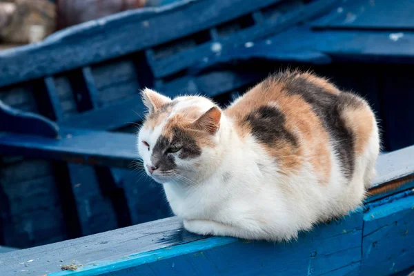 Gefleckte Katze sitzt auf dem blauen Boot — Stockfoto