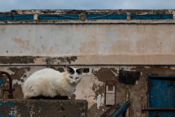 Gato en una valla en el puerto de Essaouira, Marruecos — Foto de Stock