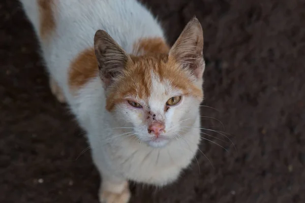 Porträtt av en vit-orange fläckig katt — Stockfoto