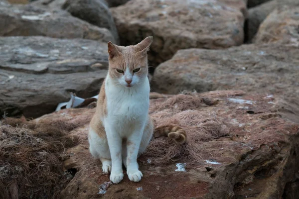 Gato blanco-naranja sobre una roca — Foto de Stock