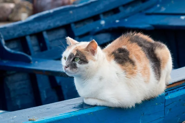 Gato moteado sentado en el barco azul — Foto de Stock