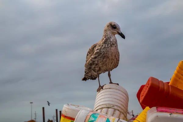 Möwe und ein Stapel Plastikflaschen Stockfoto