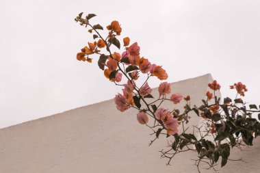 Bougainvillea dalı ve bulutlu bir gökyüzü