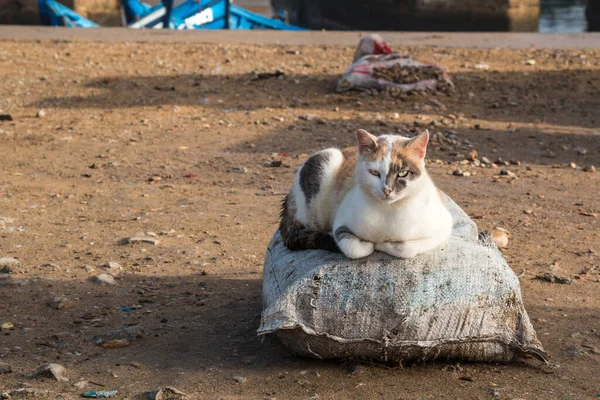 Liggande katt i hamnen i Essaouira, Marocko — Stockfoto