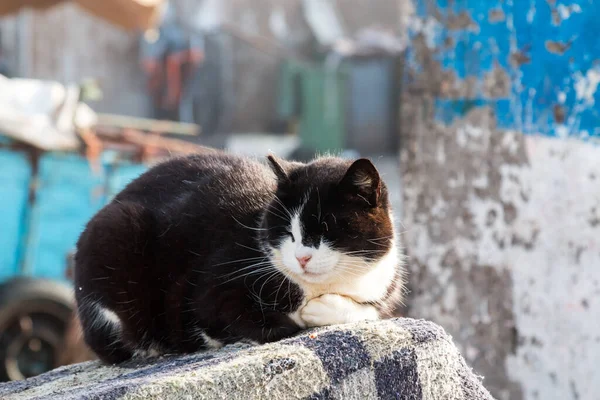 Gato tendido en el puerto de Essaouira, Marruecos — Foto de Stock