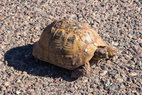 Turtle in a sunlight of the road