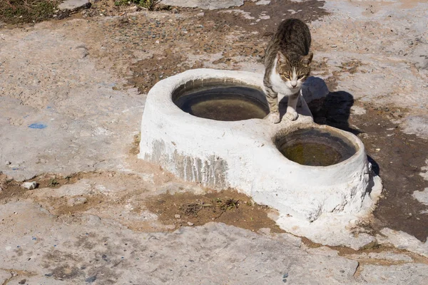 Gato de pie en los cuencos para el agua — Foto de Stock