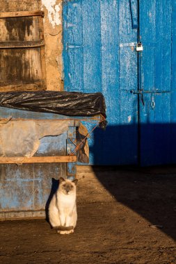 Limandaki kedi Parlak gün ışığında