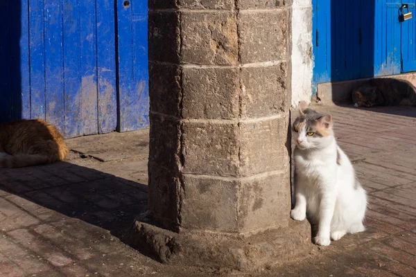 Gefleckte Katze auf der Straße, Essaouira — Stockfoto