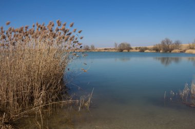 Neredeyse bahar geldi. Gökyüzü gibi parlak mavi bir göl. Reed sahilde. Doğa ufukta ağaçlar ve çalılarla görünüyor. Puste Ulany, Slovakya.