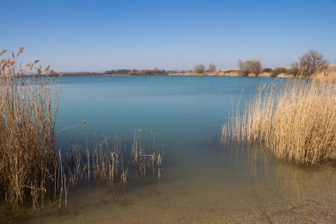 Neredeyse bahar geldi. Gökyüzü gibi parlak mavi bir göl. Reed sahilde. Doğa ufukta ağaçlar ve çalılarla görünüyor. Puste Ulany, Slovakya.