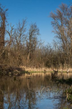 Küçük Tuna nehrinden yaratılmış bir gölün etrafındaki vahşi orman. Baharın başında yapraksız ağaçlar. Parlak mavi gökyüzü. Çoğu pri Bratislave, Slovakya.