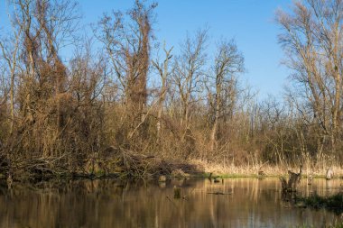 Küçük Tuna nehrinden yaratılmış bir gölün etrafındaki vahşi orman. Baharın başında yapraksız ağaçlar. Parlak mavi gökyüzü. Çoğu pri Bratislave, Slovakya.