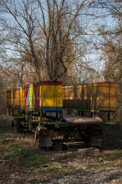 İlkbaharın başlarında, henüz yaprakları olmayan ağaçlarla çevrili bir ormanda renkli kovanlar. Mavi gökyüzü. Çoğu pri Bratislave, Slovakya.