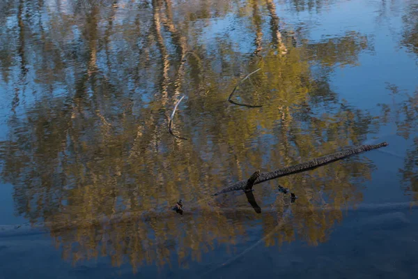 Aguas Tranquilas Del Pequeño Danubio Reflejando Copa Árbol Con Hojas — Foto de Stock
