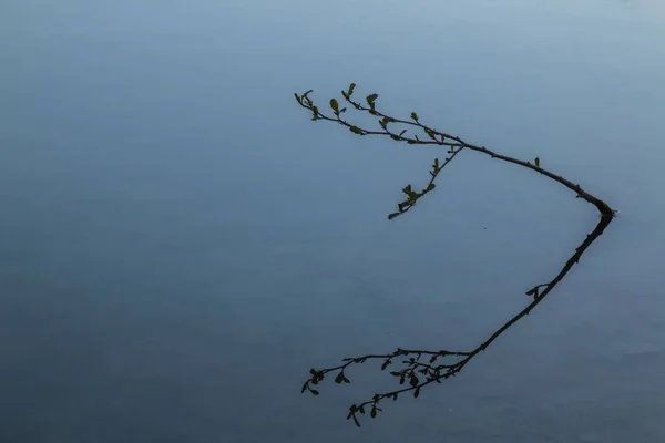 Aguas Tranquilas Del Pequeño Danubio Reflejando Cielo Azul Mañana Ramita — Foto de Stock
