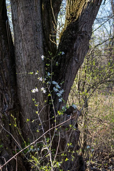 White fragile blossoms of a wild fruit tree, growing in the forest. Late afternoon mood. Most pri Bratislave, Slovakia.