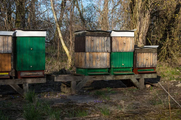 Ruches Colorées Dans Une Forêt Début Printemps Entourées Arbres Qui — Photo