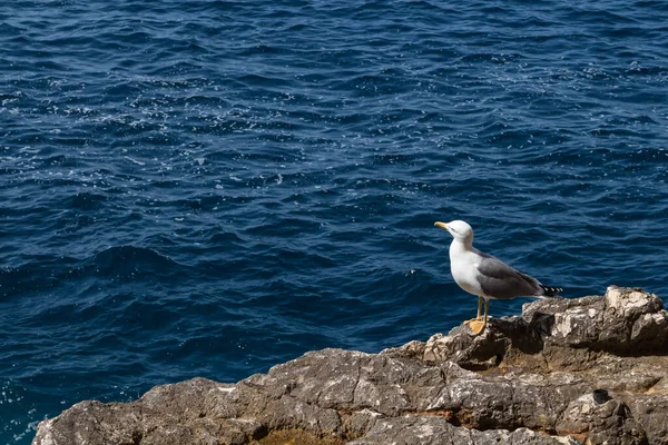 Akdeniz Suyunun Yanındaki Kayanın Kenarında Oturan Martı Capo Caccia Sardinya — Stok fotoğraf