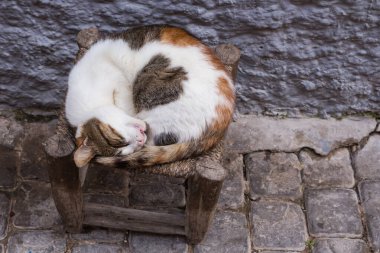Renkli benekli beyaz kedi, sokakta küçük bir sandalyede uyuyor. Karnında bir leke kalp yaratıyor. Essaouira, Fas.