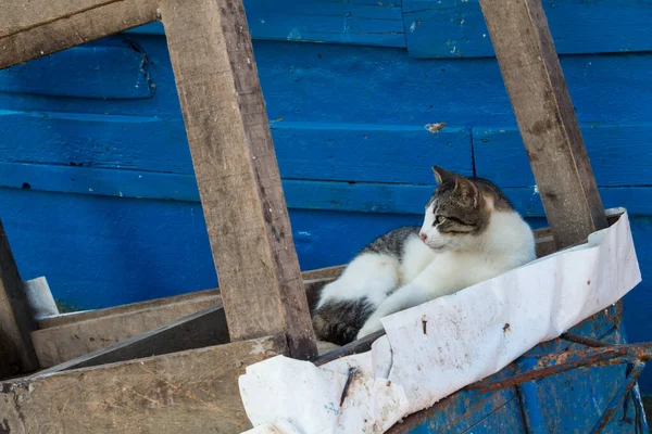 Uno Los Muchos Gatos Viviendo Puerto Esperando Los Peces Detalles — Foto de Stock