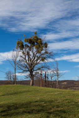 Yeşil çayırda ökseotu olan yüksek ağaç. Süvarinin üç haçı. Açık beyaz bulutlu parlak mavi gökyüzü. Svaty Jur, Slovakya.