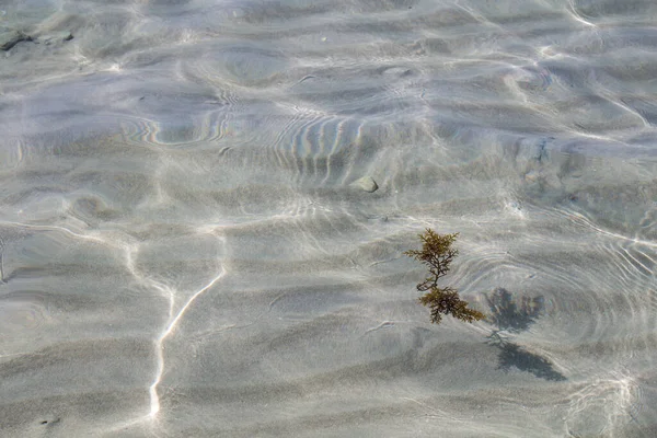 用沙底清洁城市海滩清澈的浅水 小海浪和阳光的纹理 海草在水里 Alghero Sardinia 意大利 — 图库照片