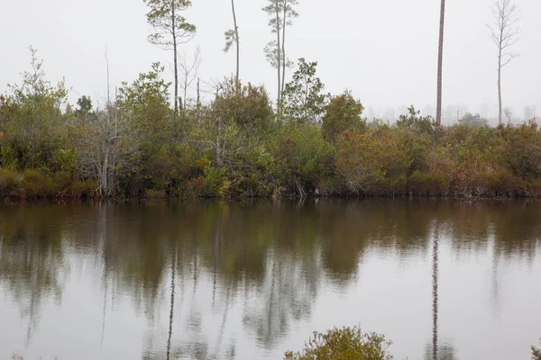 Swamp with trees being reflected