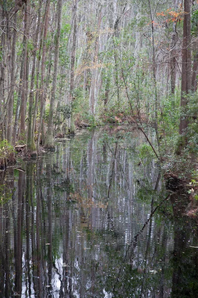 Sumpf Dem Sich Bäume Spiegeln — Stockfoto