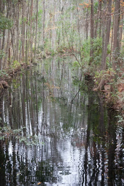 Marais Avec Des Arbres Réfléchis — Photo