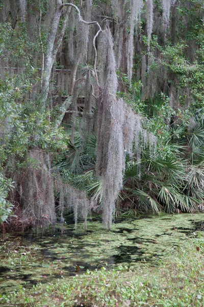 Swamp Trees Being Reflected — Stock Photo, Image