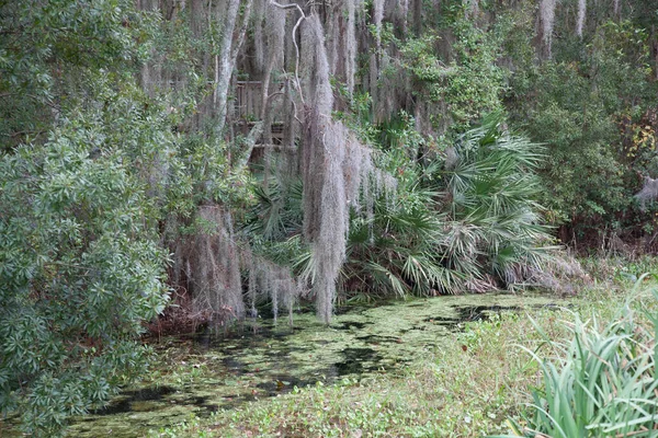 Marais Avec Des Arbres Réfléchis — Photo