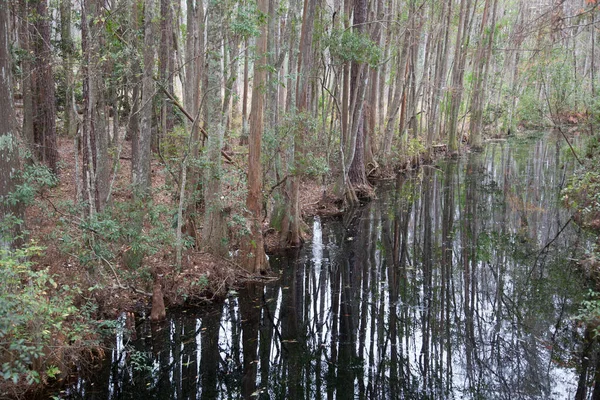 静かな水の中に映る沼の木 — ストック写真