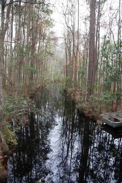 Arbres Marécageux Réfléchissant Dans Eau Calme — Photo