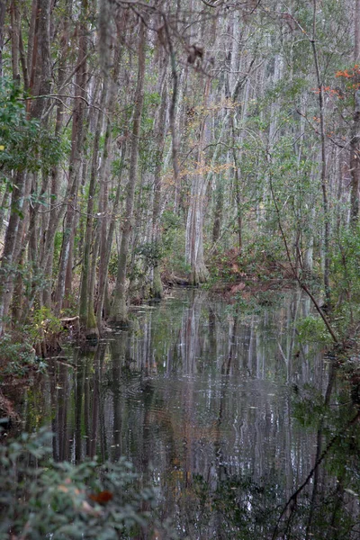 Durgun Suya Yansıyan Bataklık Ağaçları — Stok fotoğraf