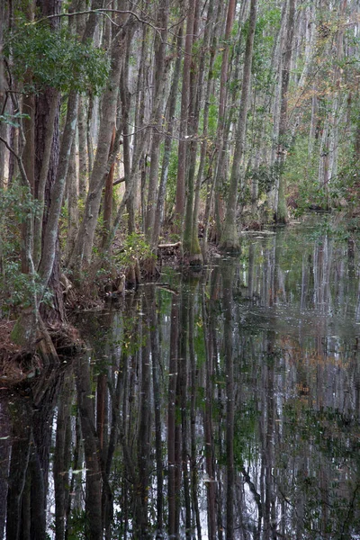 静かな水の中に映る沼の木 — ストック写真