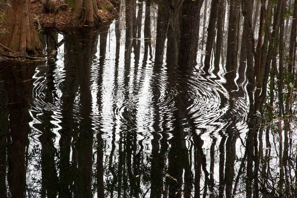 Sumpfbäume Spiegeln Sich Stillen Wasser — Stockfoto