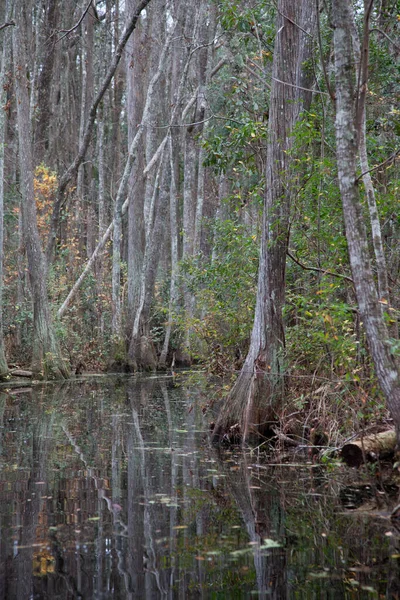 Arbres Reflétés Dans Les Eaux Marécageuses — Photo