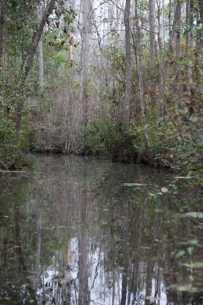 静かな沼の水に映る木々 — ストック写真