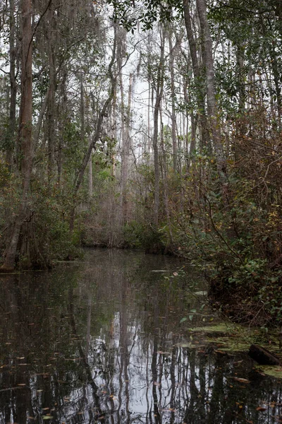 Árboles Reflejados Aguas Pantanosas — Foto de Stock