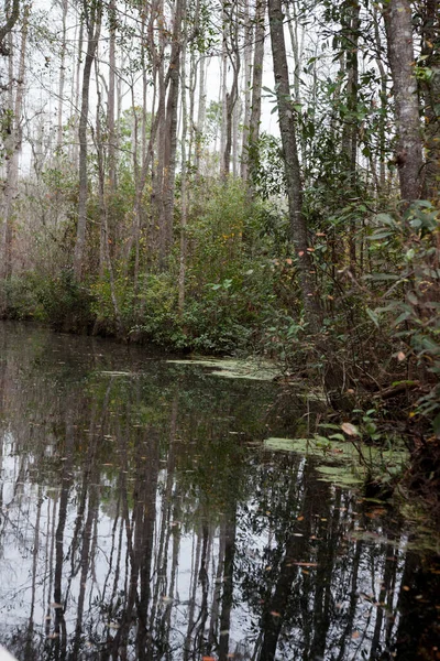 Árvores Refletidas Água Pântano — Fotografia de Stock