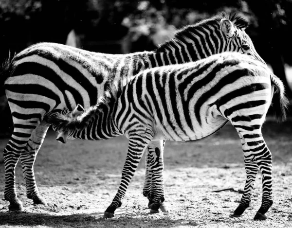 Czarno Białe Dwie Zebry Parku — Zdjęcie stockowe