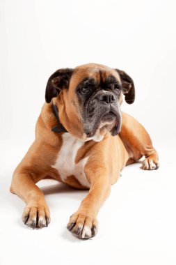 Hafif arka planda boksör köpeği.