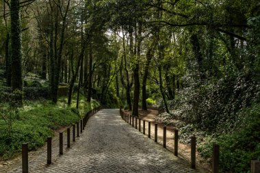 Büyük ağaçları olan yemyeşil bir orman ve üzerinde taş bir yol..
