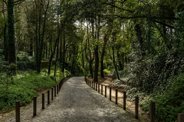 Bosque Verde Exuberante Con Árboles Grandes Camino Piedra Través Ella — Foto de Stock