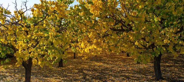 Žluté Zelené Listoví Stromy Podzim Západ Slunce — Stock fotografie