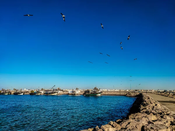 关于西撒哈拉沿海地区海鸥的观点 — 图库照片